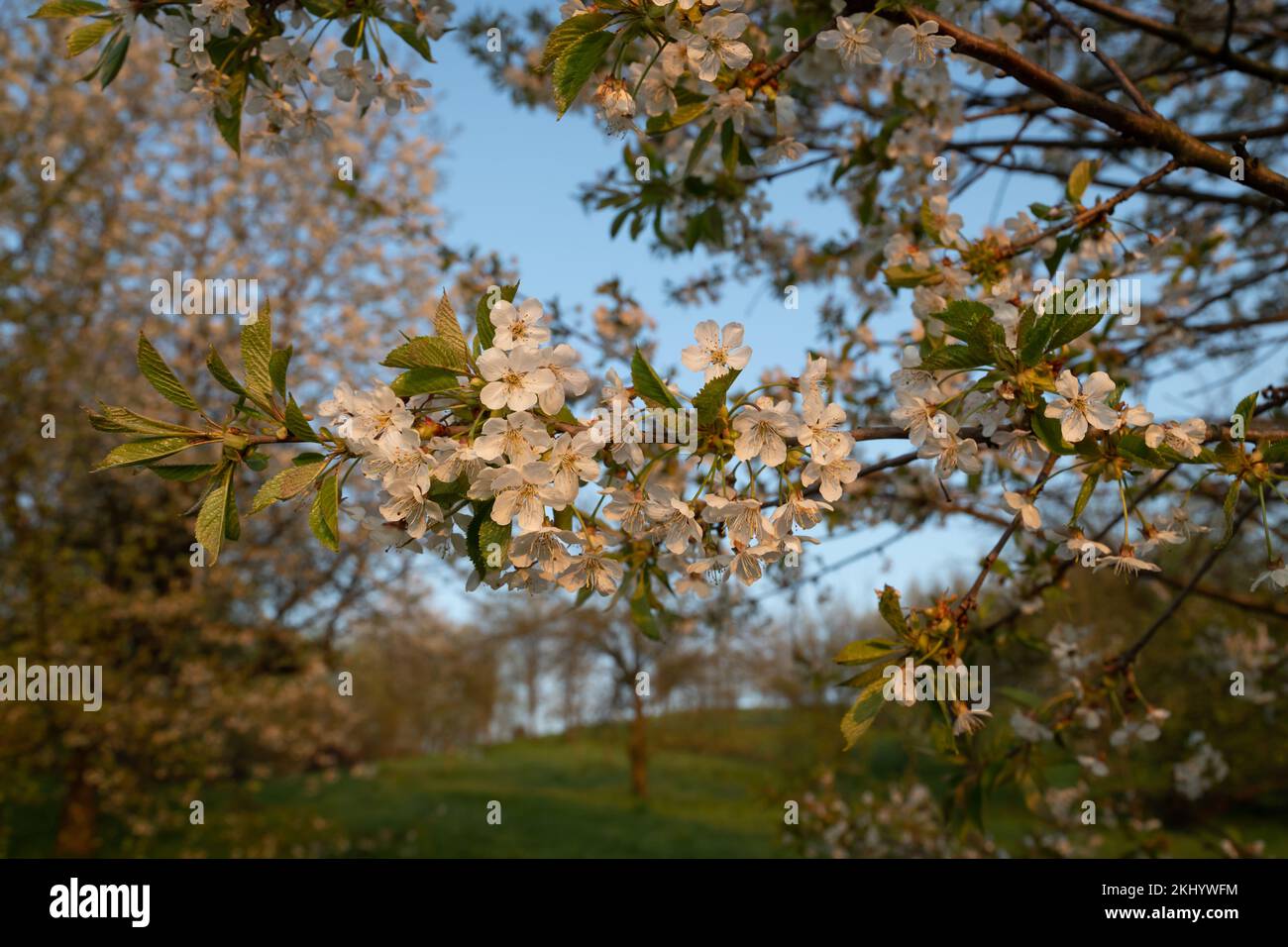 Blooming cherry branch Stock Photo