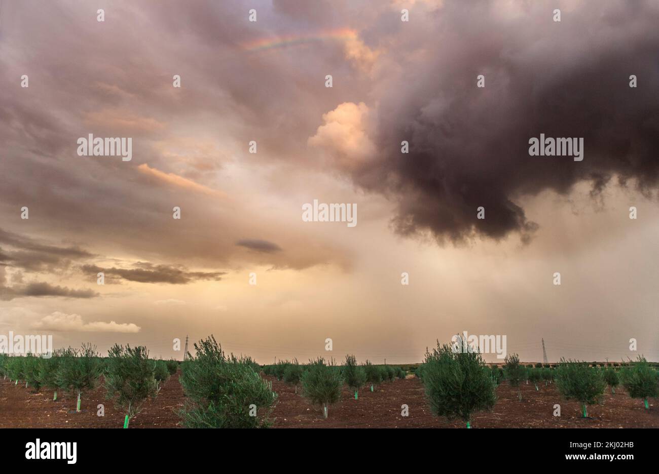 Storm clouds threatening a young olive grove. Farm insurance concept Stock Photo