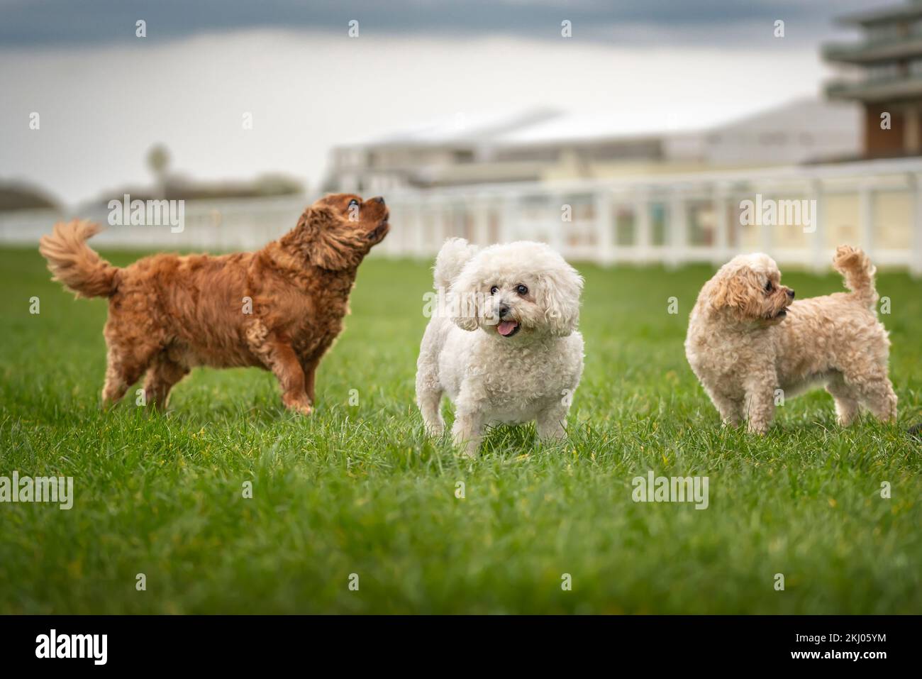 King Charles Cavalier and Bichon Frise and Cavachon standing on the grass with Bichon Frise in the middle Stock Photo