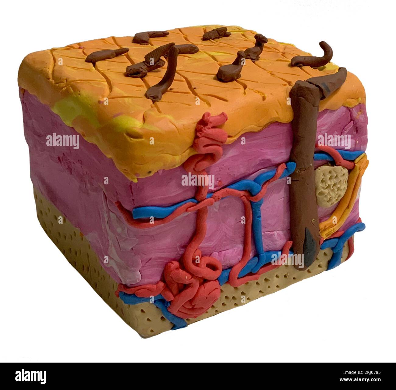 Integumentary System Clay Model