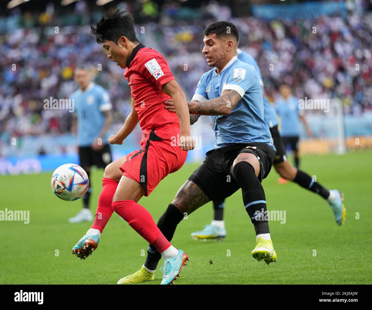 Al Rayyan, Qatar. 24th Nov, 2022. Na Sang-ho (L) of South Korea vies with Mathias Olivera of Uruguay during the Group H match between Uruguay and South Korea at the 2022 FIFA World Cup at Education City Stadium in Al Rayyan, Qatar, Nov. 24, 2022. Credit: Zheng Huansong/Xinhua/Alamy Live News Stock Photo