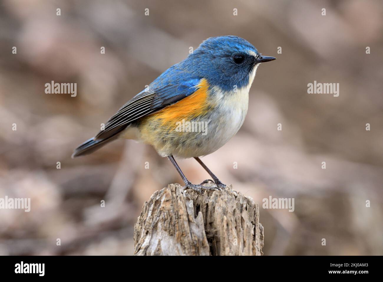 Red-flanked Bluetail, Starling and Thrushes