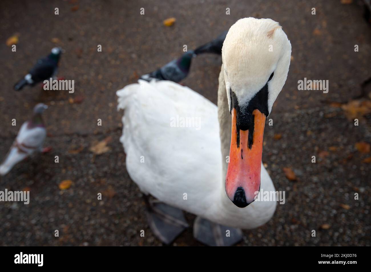 Windsor, UK. 24th November, 2022. Tragically an outbreak of avian