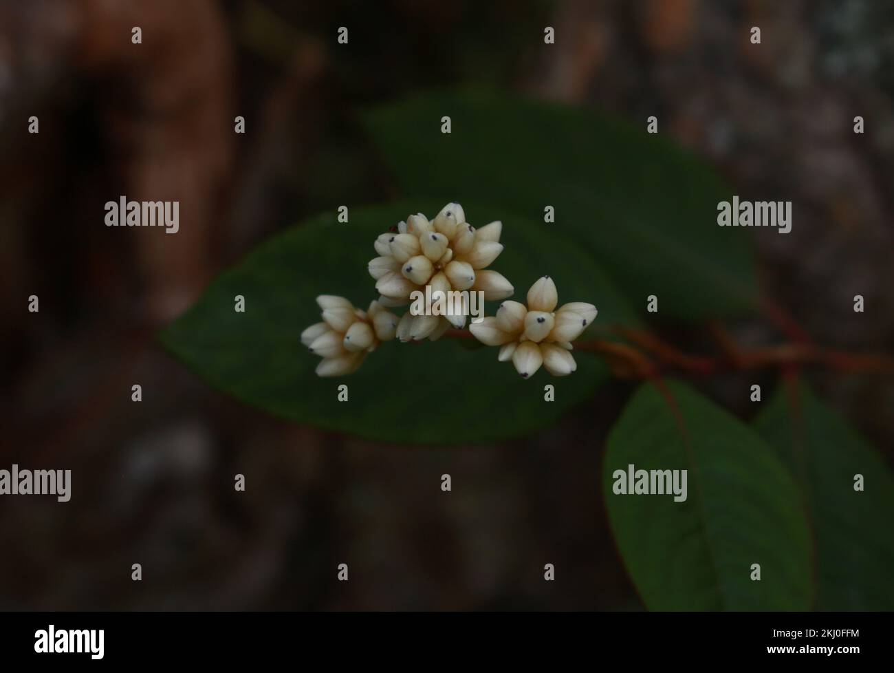 Bunch flower buds hi-res stock photography and images - Alamy