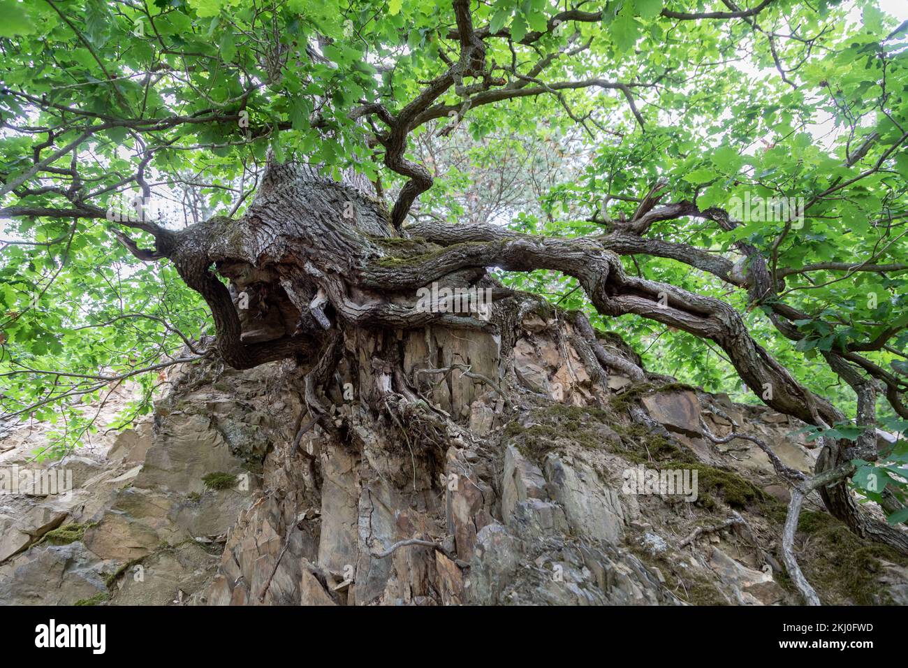 Soil erosion on steep hi-res stock photography and images - Alamy