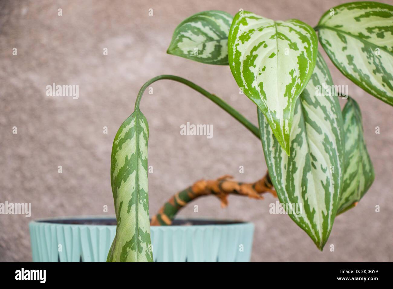 Aglaonema commutates, house plant, green beautiful plant for interior Stock Photo