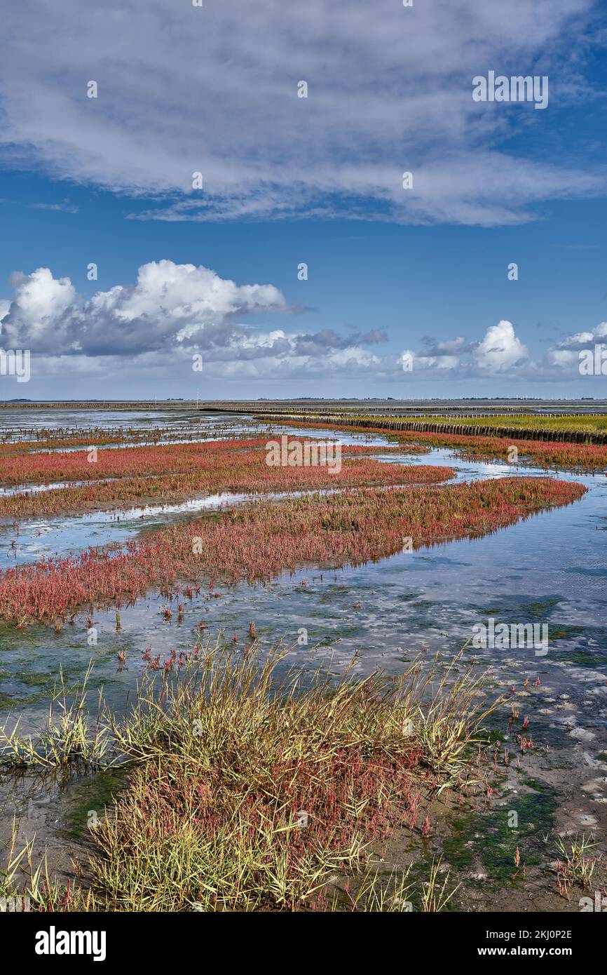 Salt Marsh with common glasswort (Salicornia europaea) on Eiderstedt Peninsula,North Sea,North Frisia,Germany Stock Photo