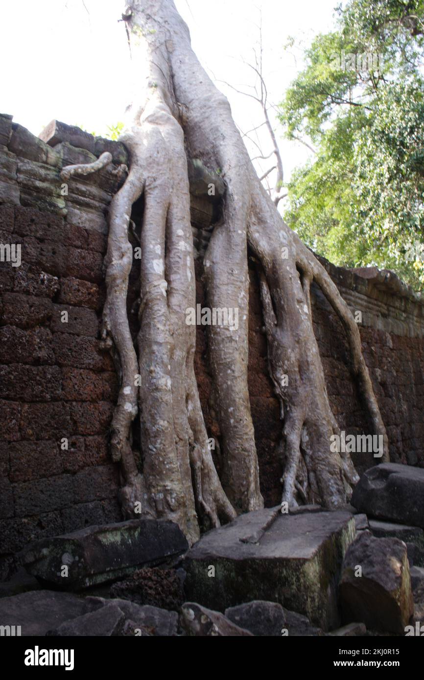 Spung tree damaging wall, Preah Khan (Holy Sword) Temple, Siem Reap, Cambodia. Stock Photo