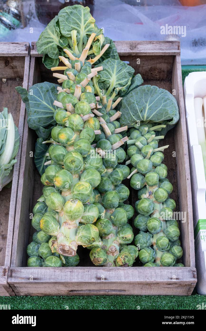 Brussels sprouts on the stalk on sale on a greengrocer's stall, UK Stock Photo