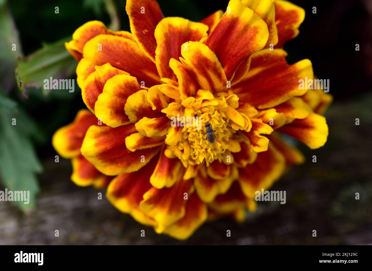 Insects are naturally attracted to flowers for the sweetness of their