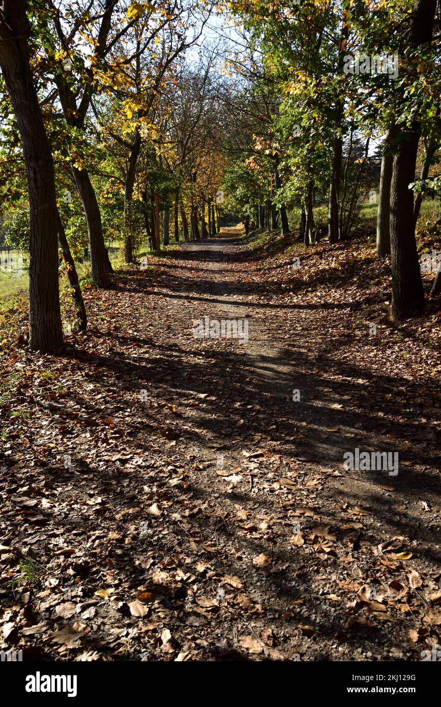In autumn the footpath is covered in a bed of leaves Stock Photo