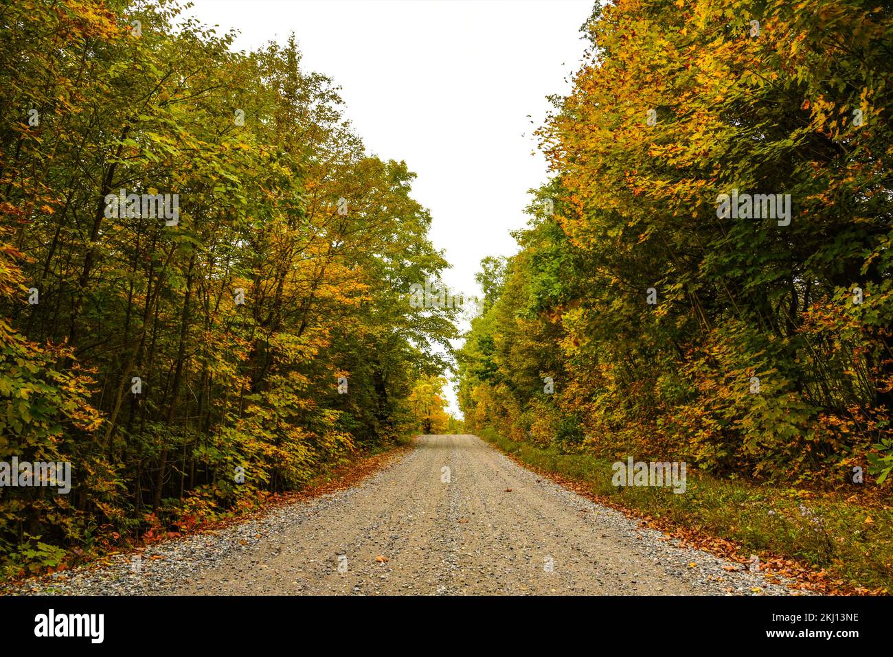 Infinite Forest Road Stock Photo