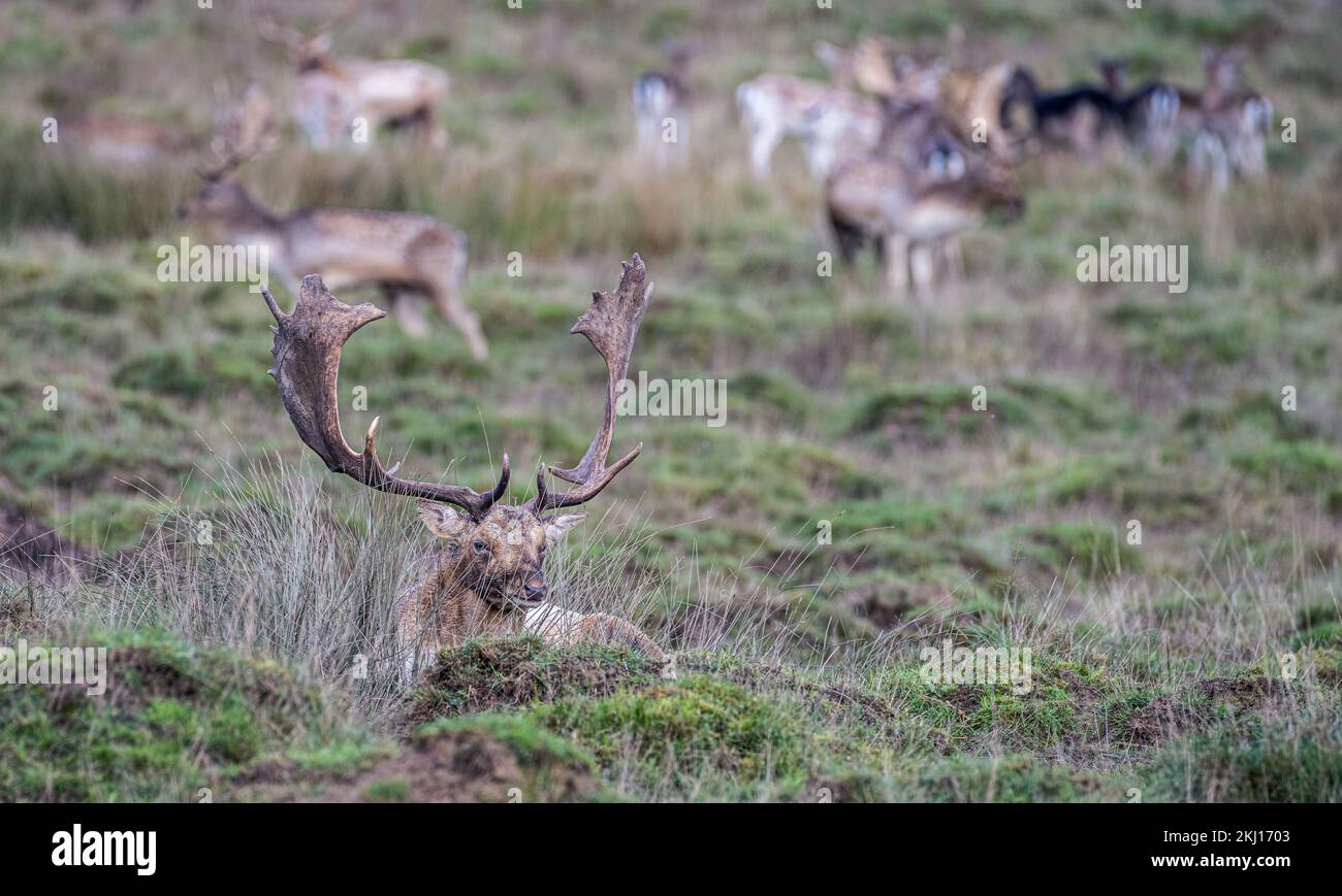 Deer at Petworth Park, West Sussex UK Stock Photo