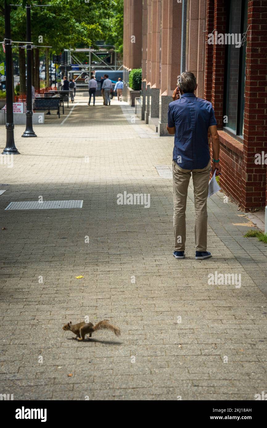 Man is on the phone with a squirrel passing by. Seeing a squirrel can mean that you can prepare yourself for something. Stock Photo