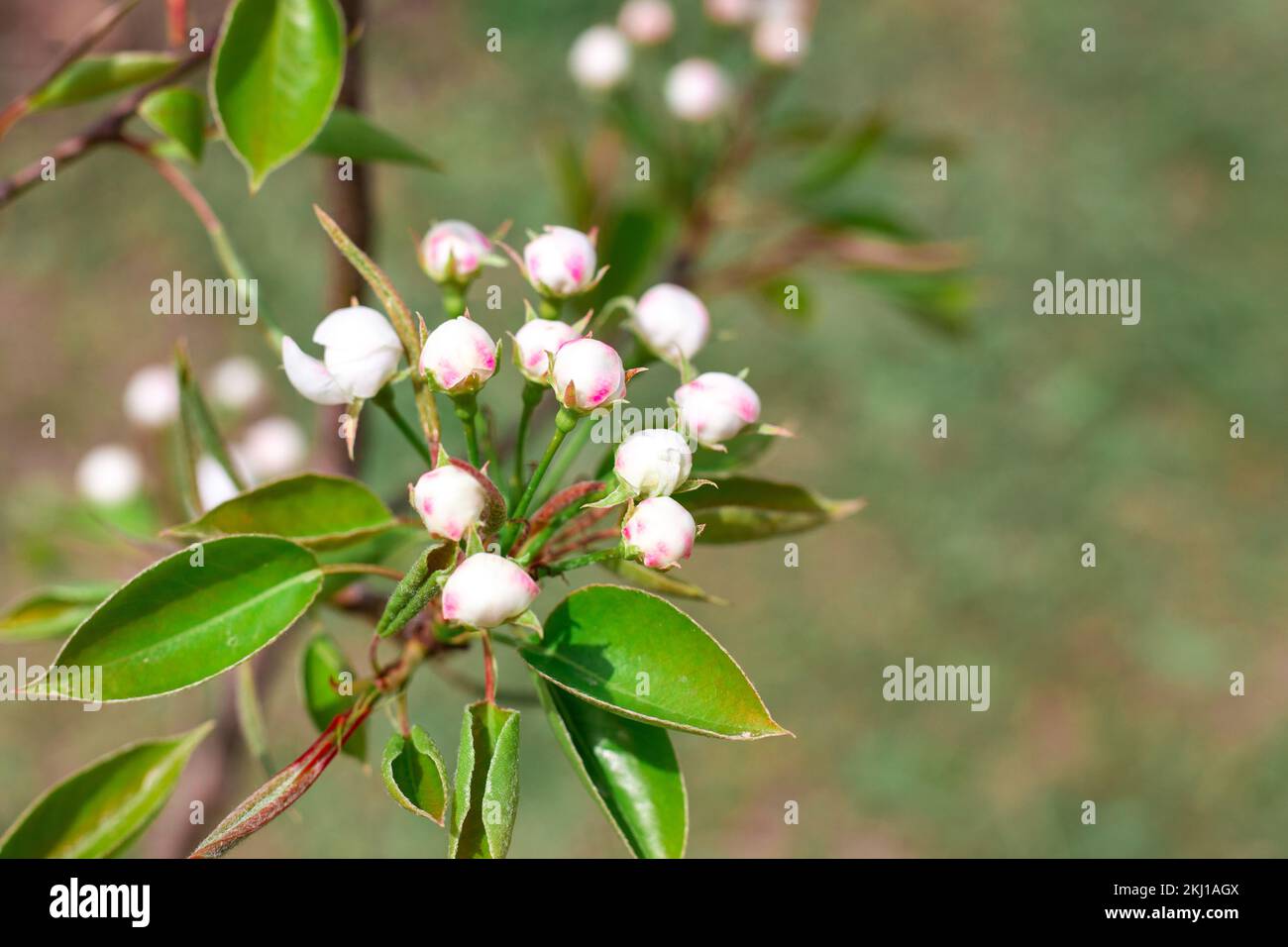 A young pear seedling blooms in early spring in the garden. Growing fruit trees. Stock Photo