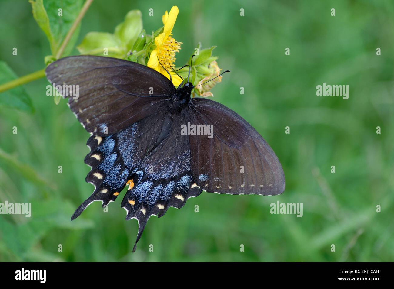 Female Eastern Tiger Swallowtail Butterfly Stock Photo - Alamy