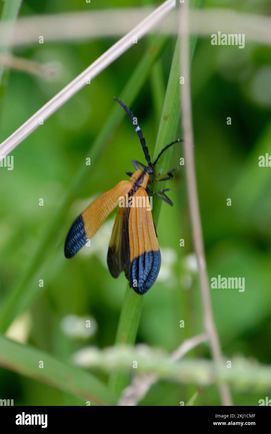 Net Winged Beetle Stock Photo Alamy