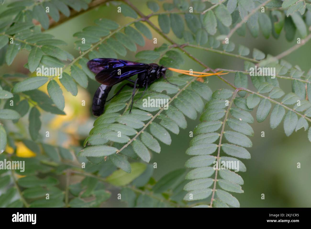 Organ Pipe Mud Dauber Stock Photo Alamy