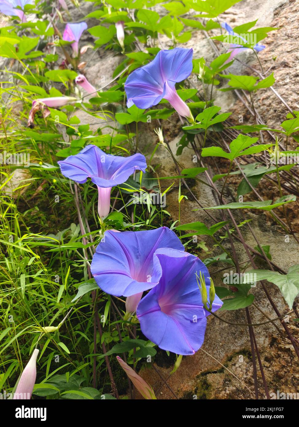 A vertical closeup of Ipomoea indica, blue dawn flowers surrounded by green plants Stock Photo