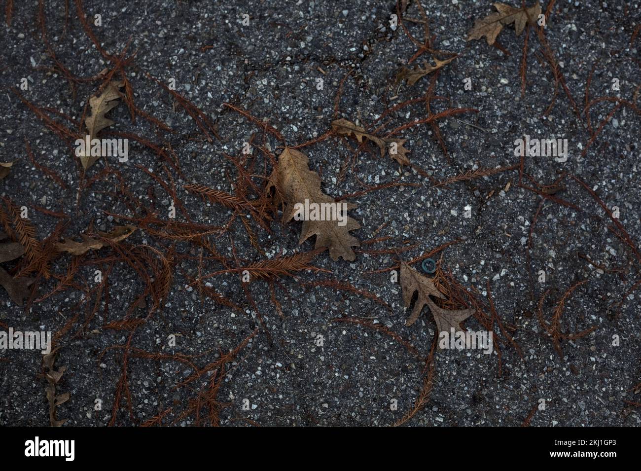 Leaves seen on ground hi-res stock photography and images - Alamy