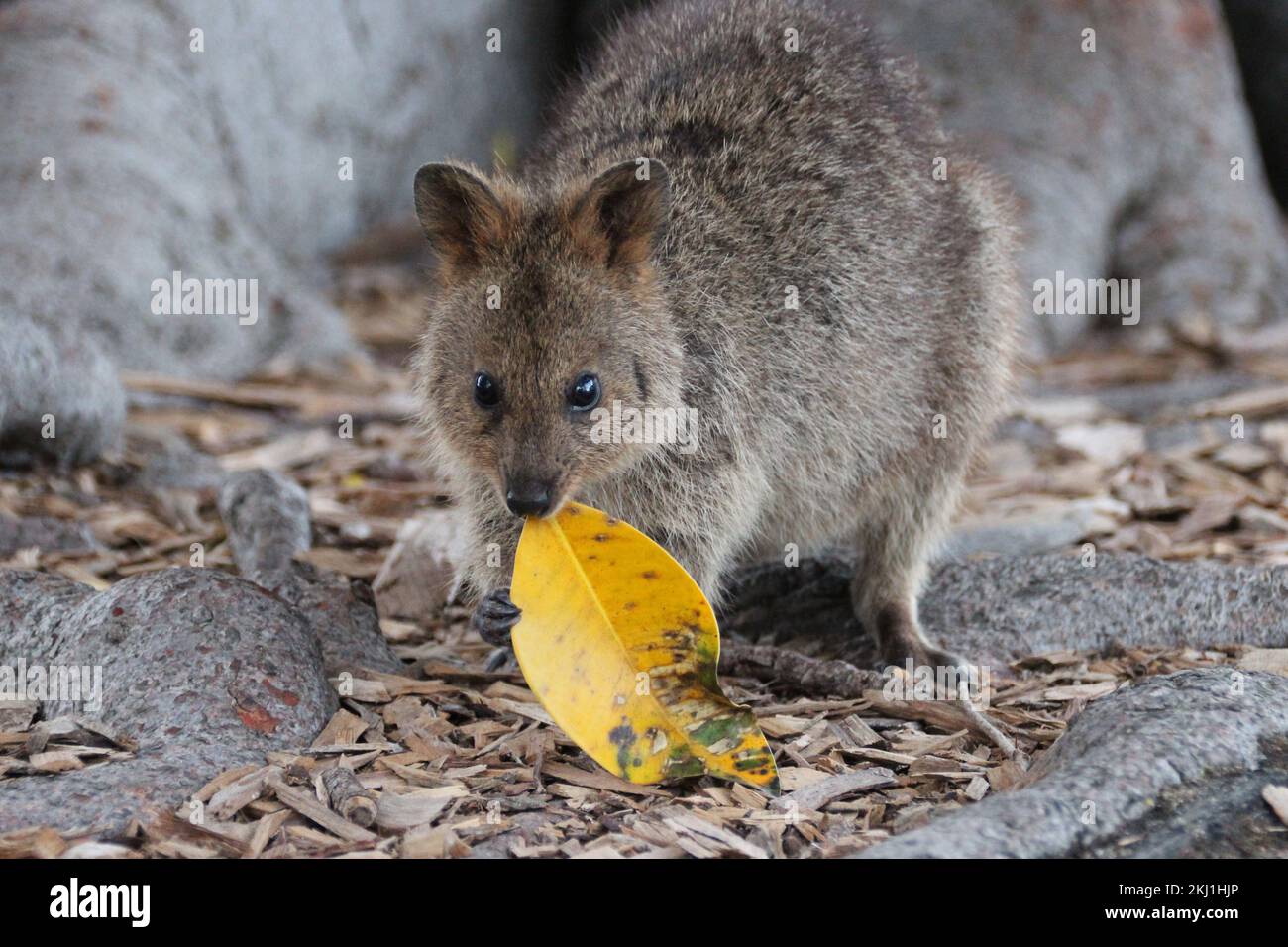 quokka at rottnest island in australia Stock Photo - Alamy