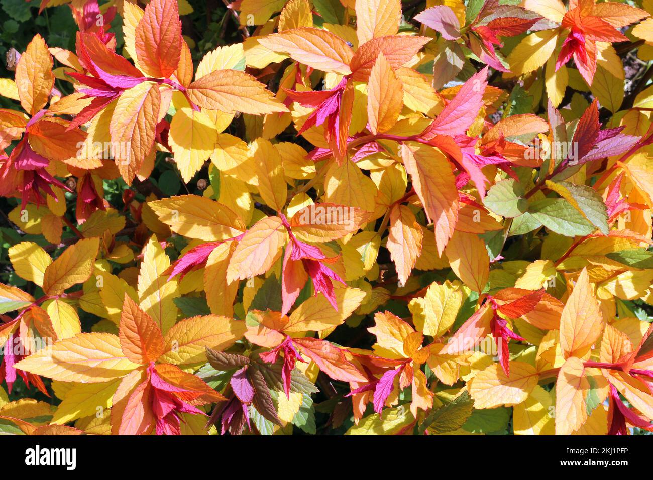 Spiraea japonica shrub with red and golden leaves. Stock Photo
