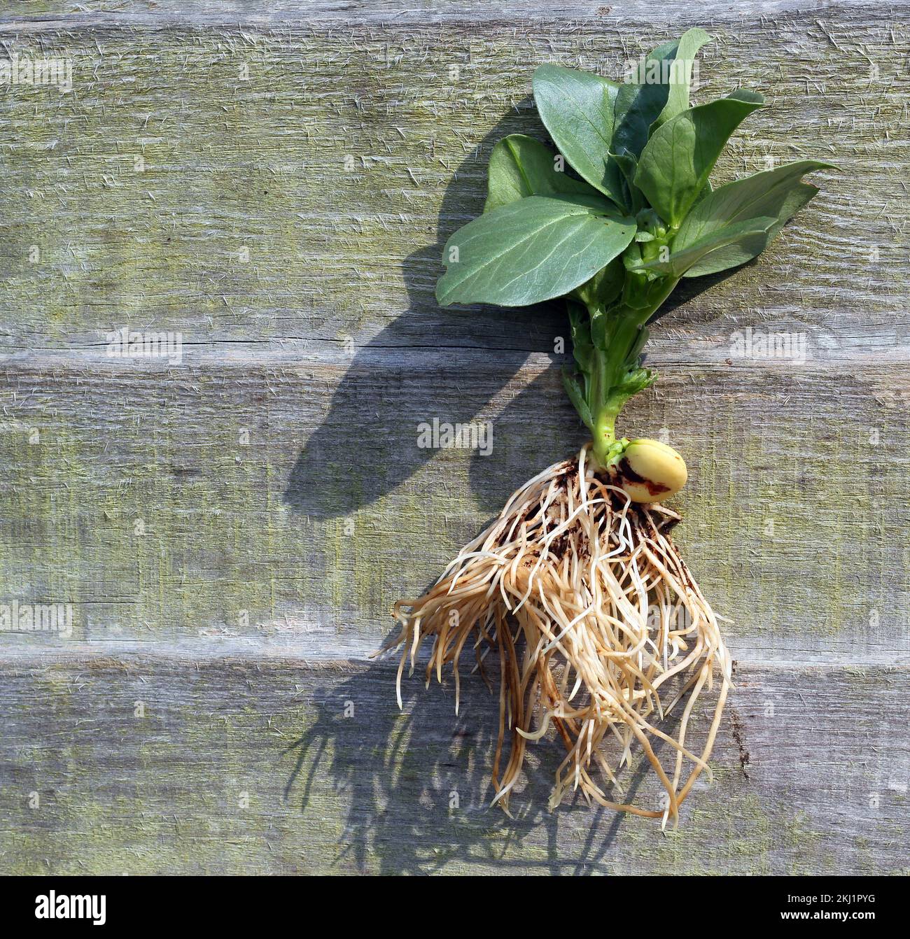 Complete plant with seed roots and top growth Stock Photo Alamy