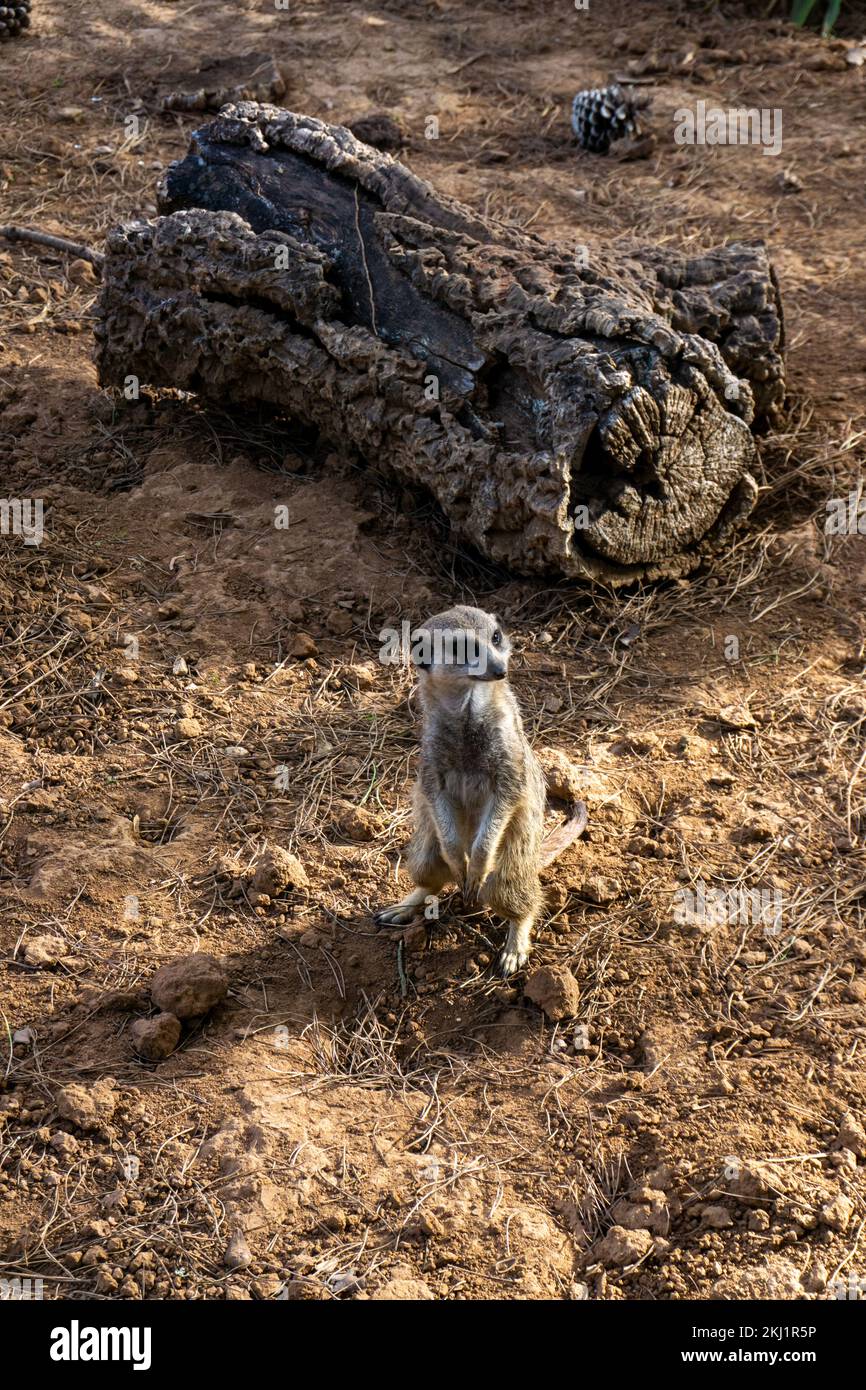 A close-up of the adult meerkat monitors its territory, keeping calm for the rest of the surrikat on a warm summer day Stock Photo