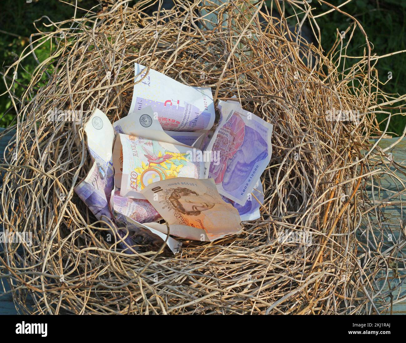 Nest egg. Money in a nest concept. Stock Photo