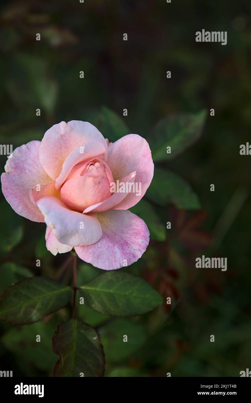 Pale pink chinese rose in bloom seen up close Stock Photo Alamy