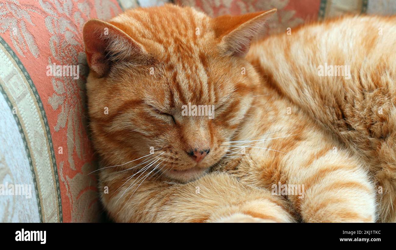 Happy and contented hi-res stock photography and images - Alamy