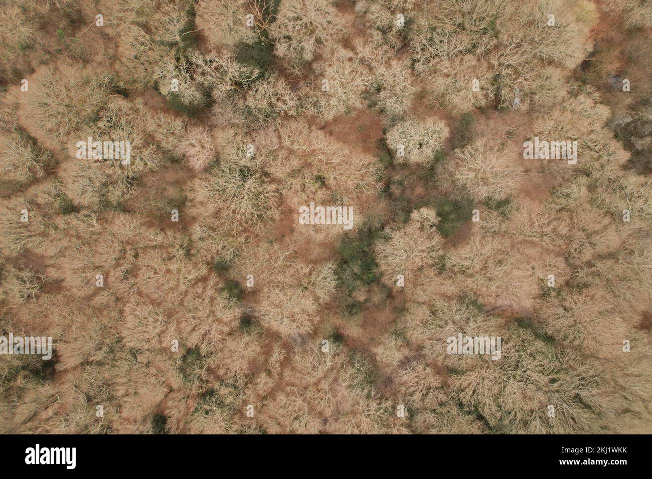 Aerial woodland canopy uk hi-res stock photography and images - Alamy