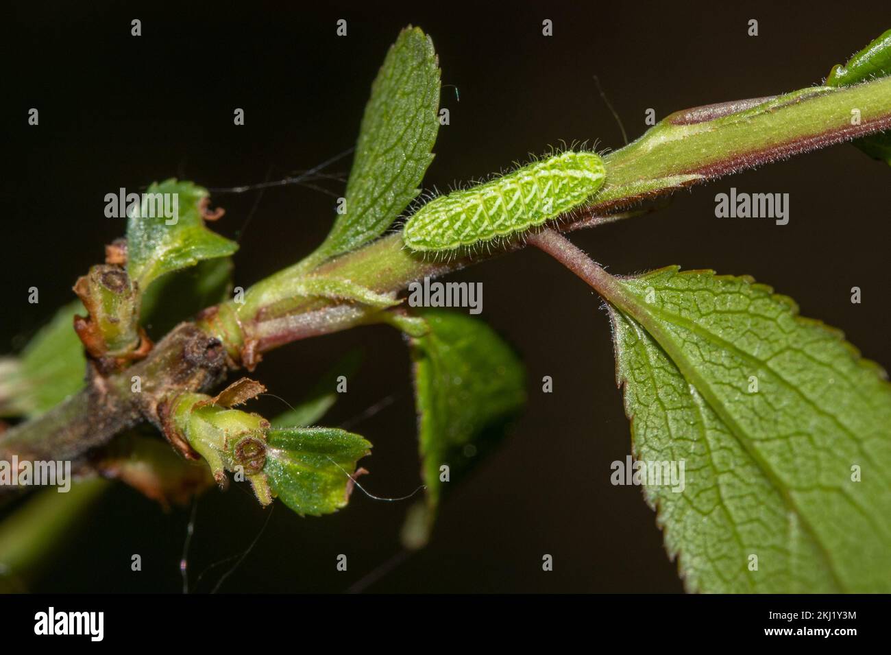 Brown Hairstreak (Thecla betulae) larva feeding on Blackthorn (Prunus spinosa). Sussex, UK. Stock Photo