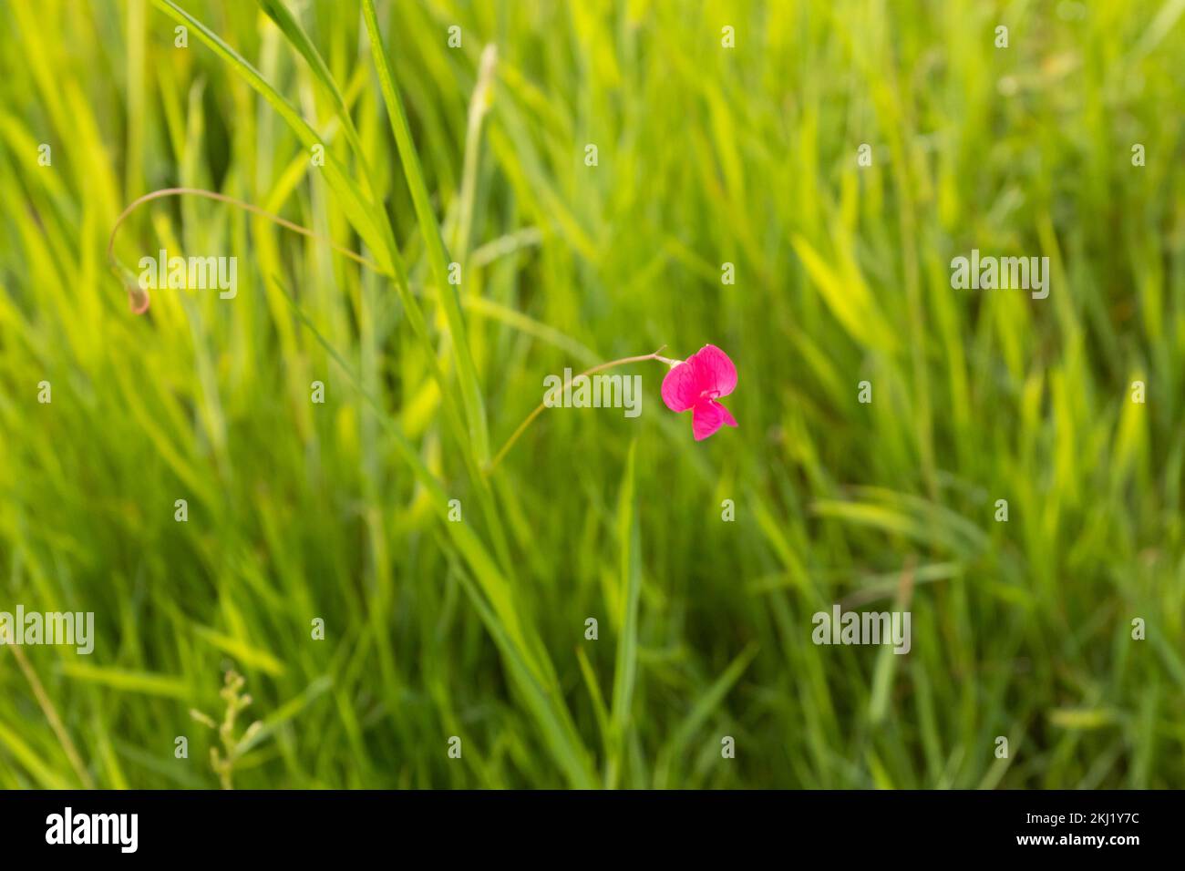 Grass Vetchling (Lathyrus nissolia) in meadow. Sussex, UK. Stock Photo