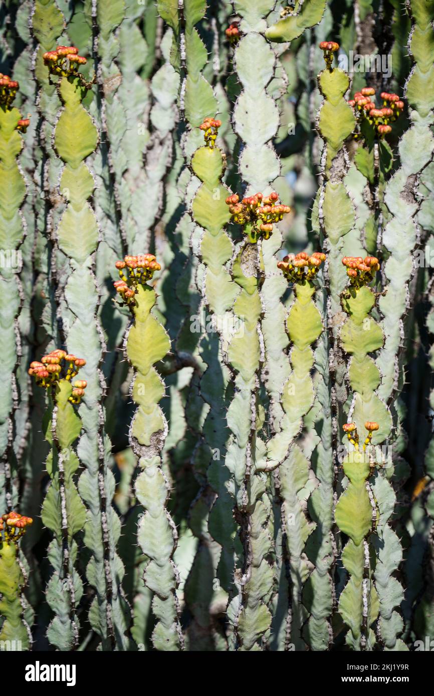 Flowering euphorbia griseola close up detail image of the cactus branches. Hwange National Park, Zimbabwe Stock Photo