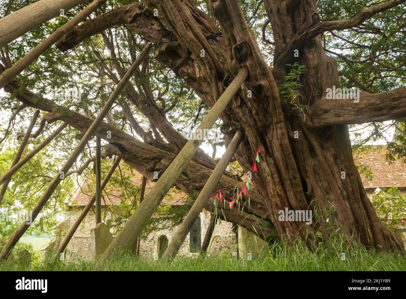 The Wilmington Yew. East Sussex, UK. Stock Photo