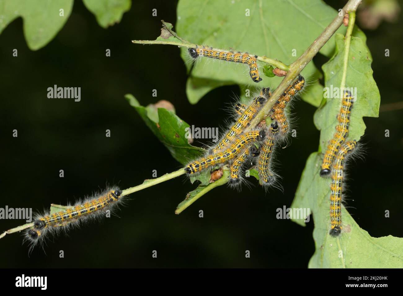 Buff-tip (Phalera bucephala) moth caterpillars feeding on Oak. Sussex, UK. Stock Photo