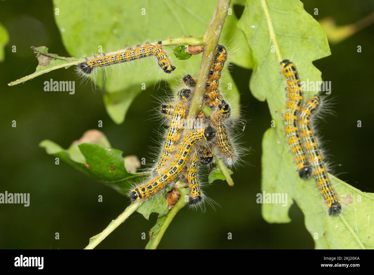 Buff-tip (Phalera bucephala) moth caterpillars feeding on Oak. Sussex, UK. Stock Photo