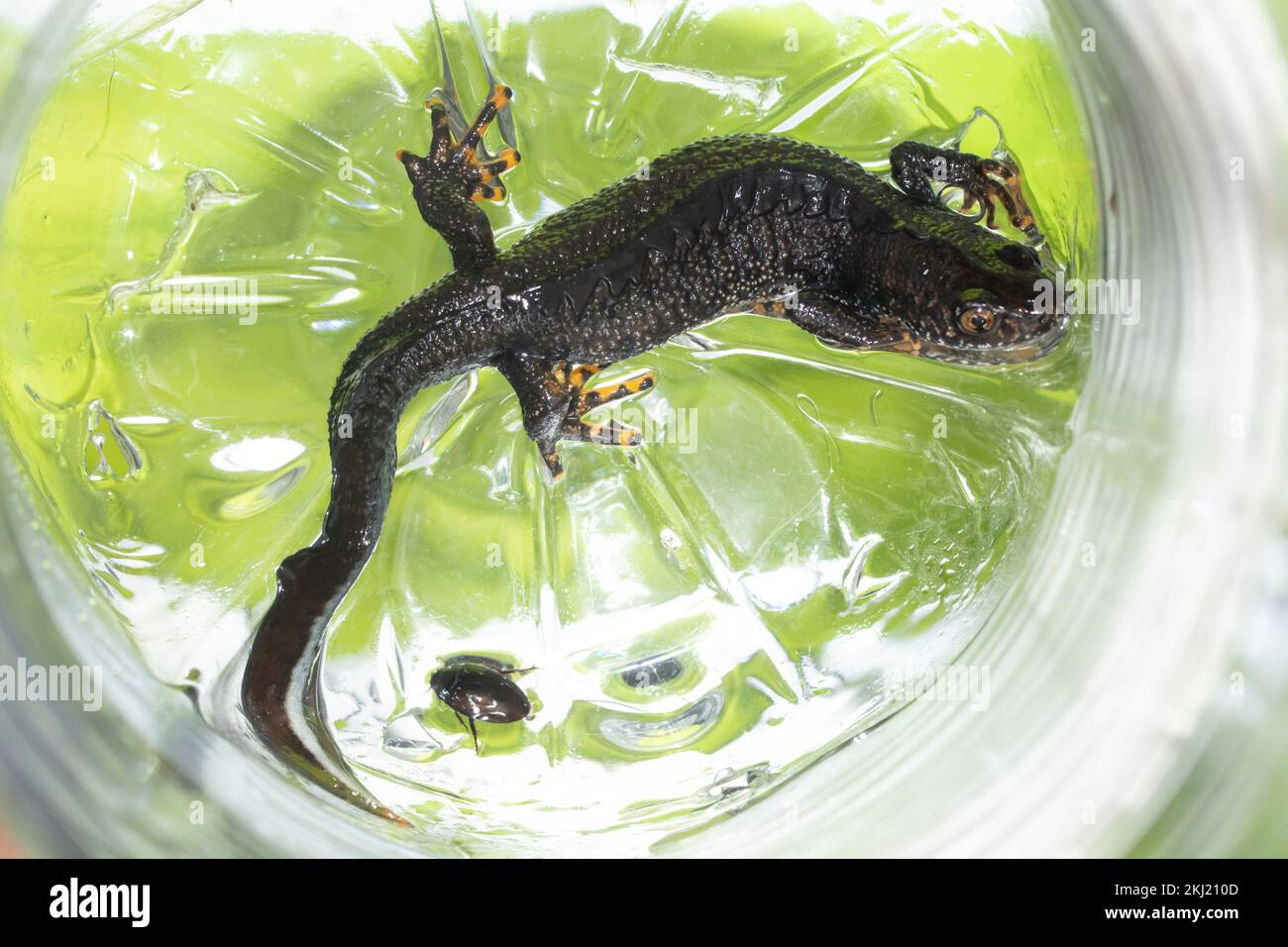 Great Crested Newt (Triturus cristatus) in bottle trap. Handled under licence. Sussex, UK. Stock Photo