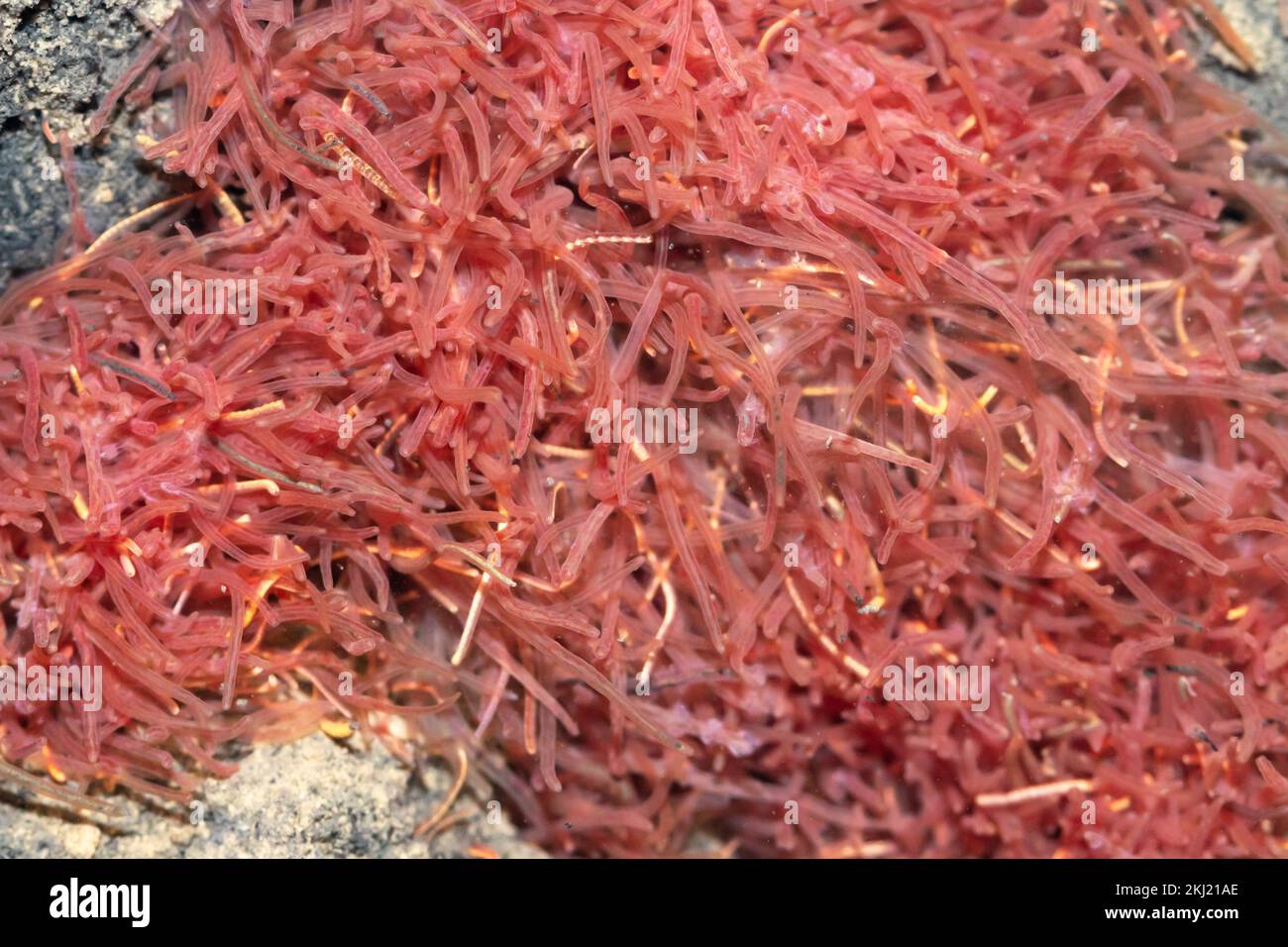 Aquatic tubifex worms in stream. Sussex, UK. Stock Photo