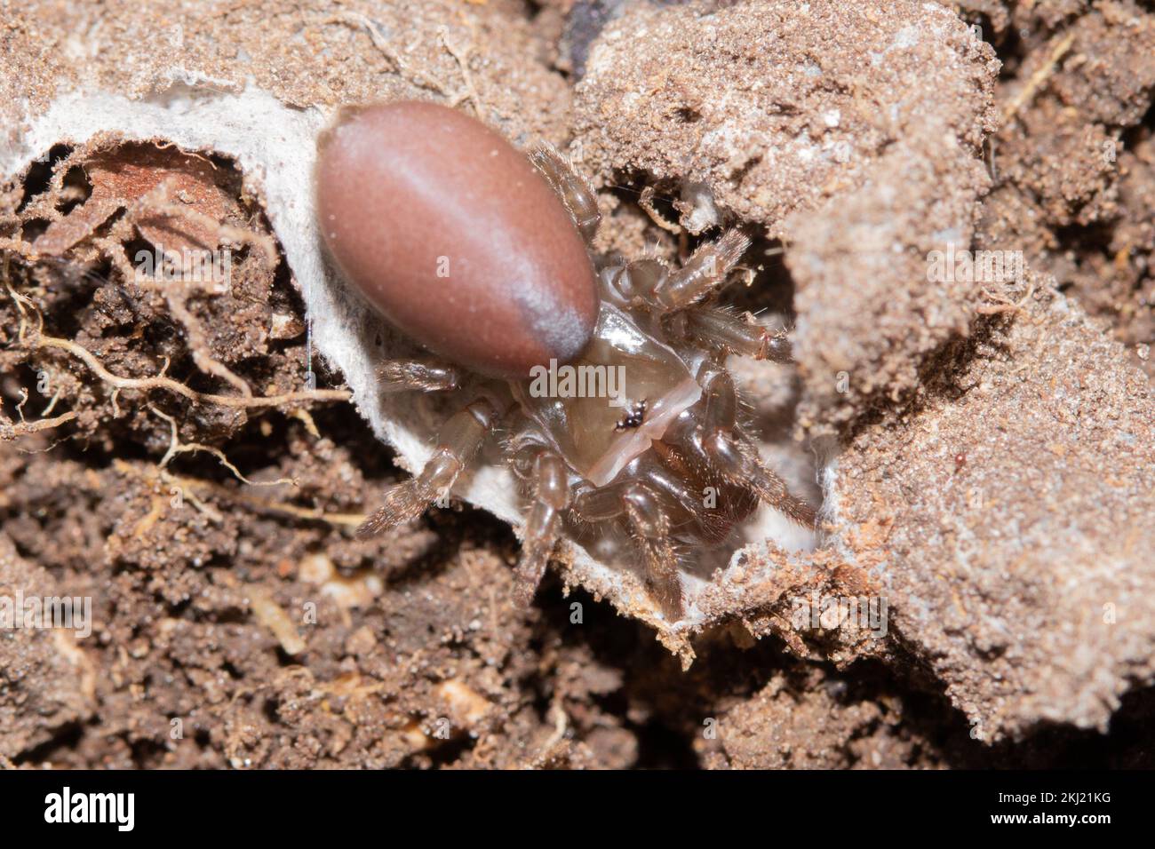 Purse Web Spider (Atypus affinis) female in web. Sussex, UK. Stock Photo