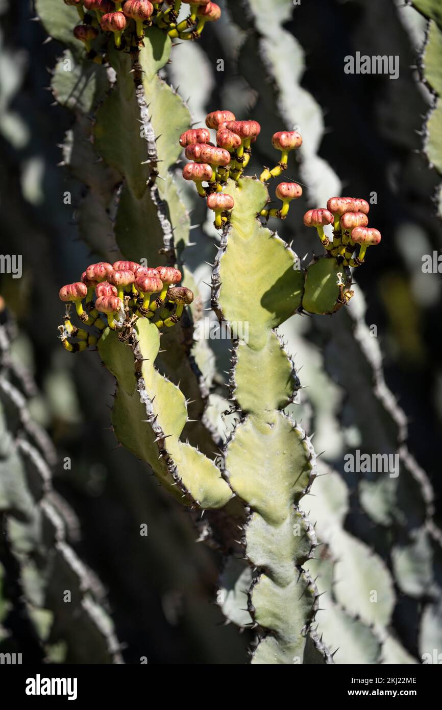 Flowering euphorbia griseola close up detail image of the cactus branches. Hwange National Park, Zimbabwe Stock Photo