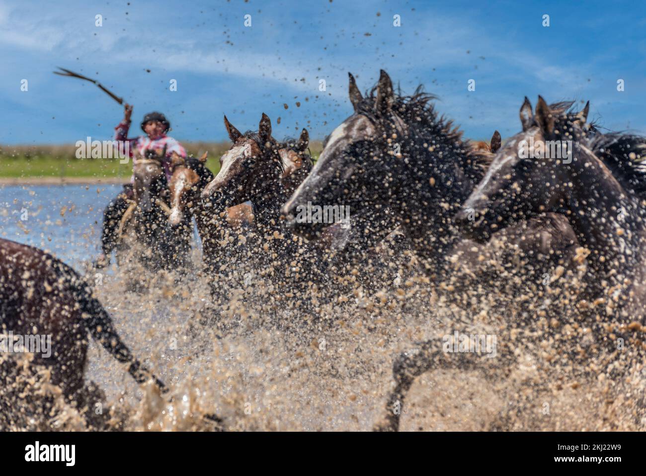Esquina, Corrientes, Argentina - October 29, 2022: Argentine gaucho herding wild horses to cross the river. Stock Photo