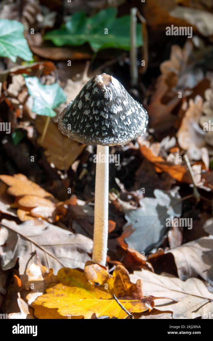 magpie inkcap fungus amongst autumn coloured leaves Stock Photo