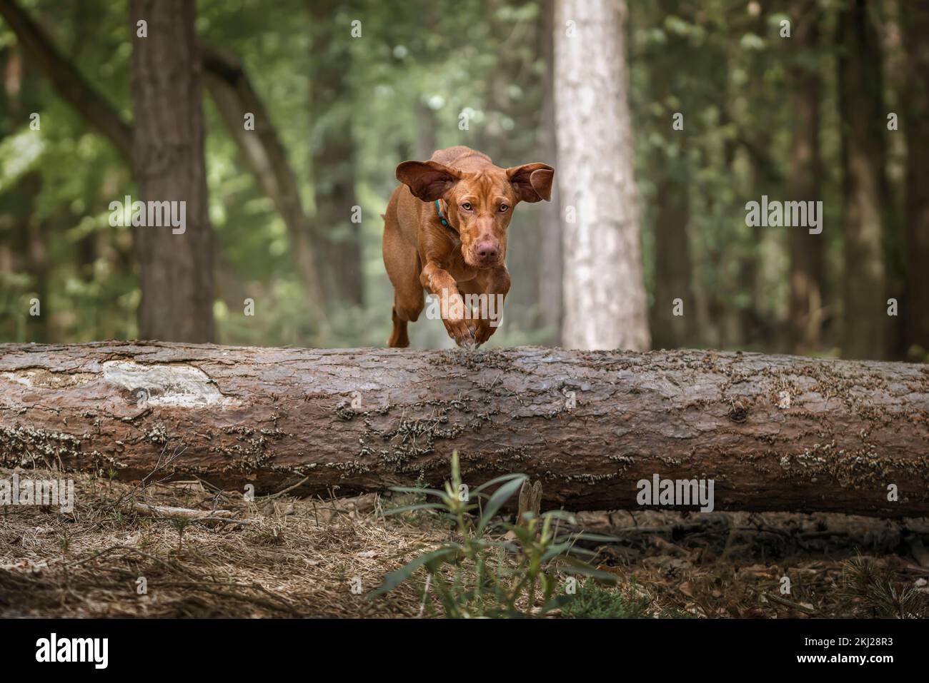 Sprizsla light fawn colour Vizsla jumping over a fallen tree in the