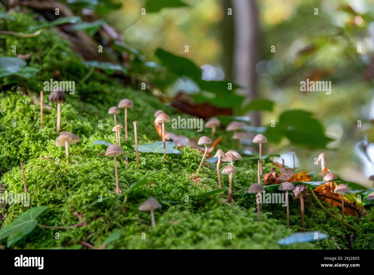 pretty small petticoat mottlegill mushrooms growing up through bright green moss with a blurred background Stock Photo
