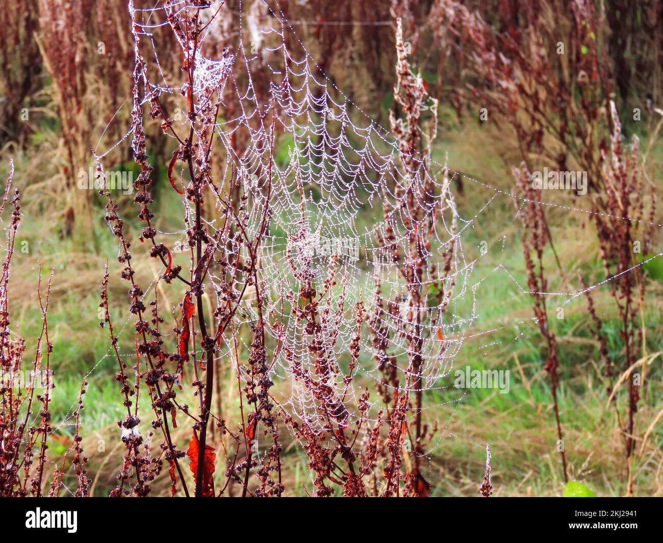 A spider web, spiderweb, spider's web, or cobweb glistening in the early morning dew with a green and red background Stock Photo