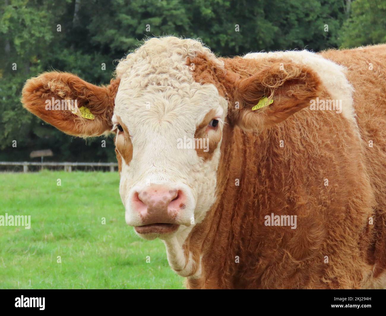 close up portrait of a pretty brown and white cow Stock Photo