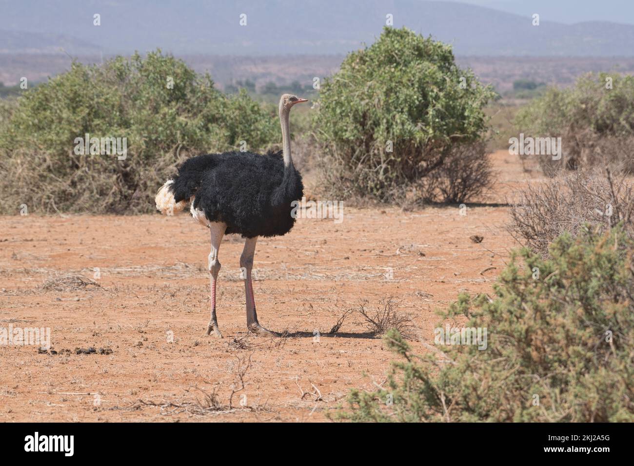 Somali ostrich (Struthio molybdophanes), adult male Stock Photo