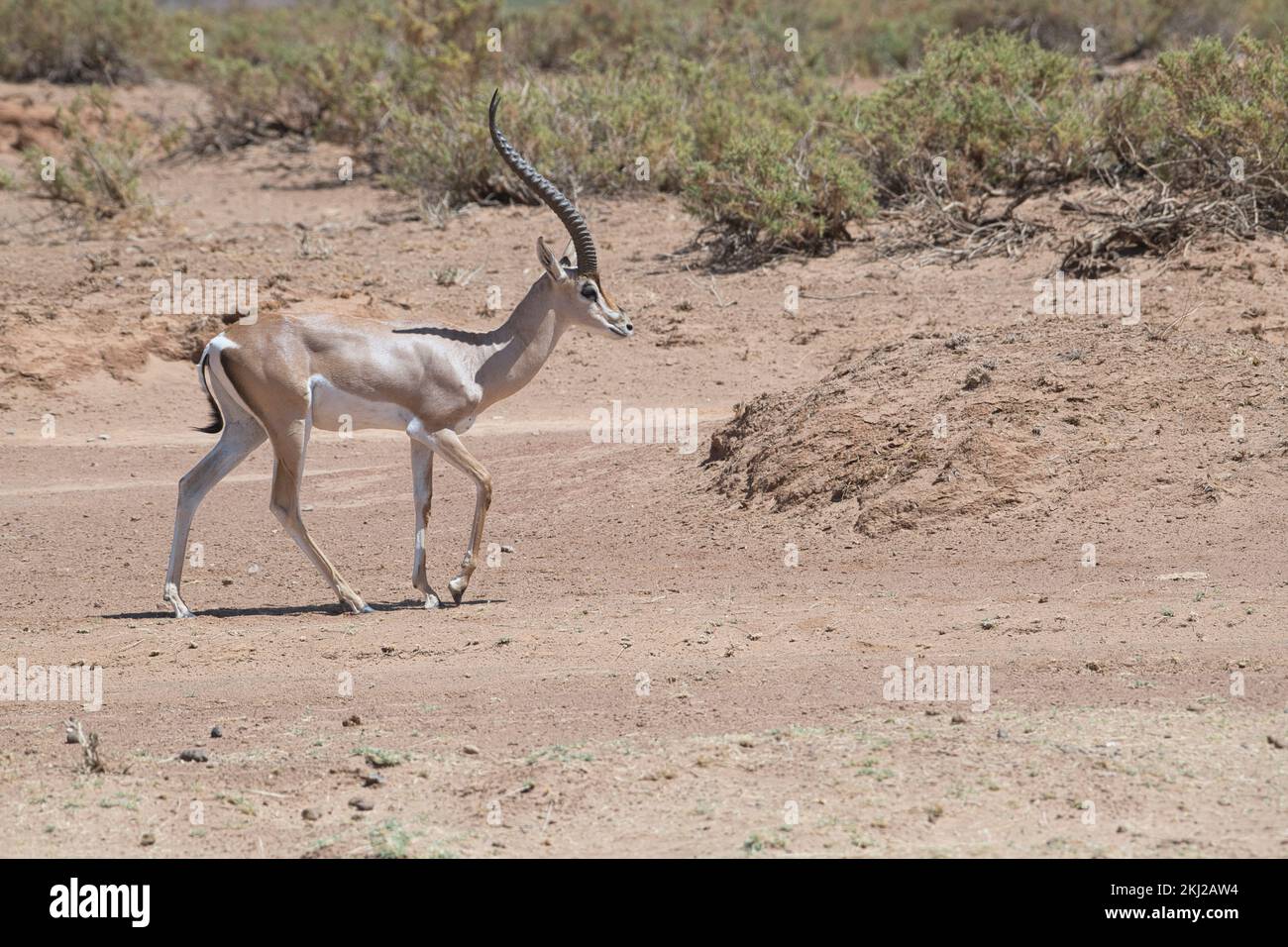 Grant's gazelle (Gazella granti) Stock Photo